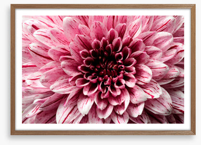 Pink aster petals