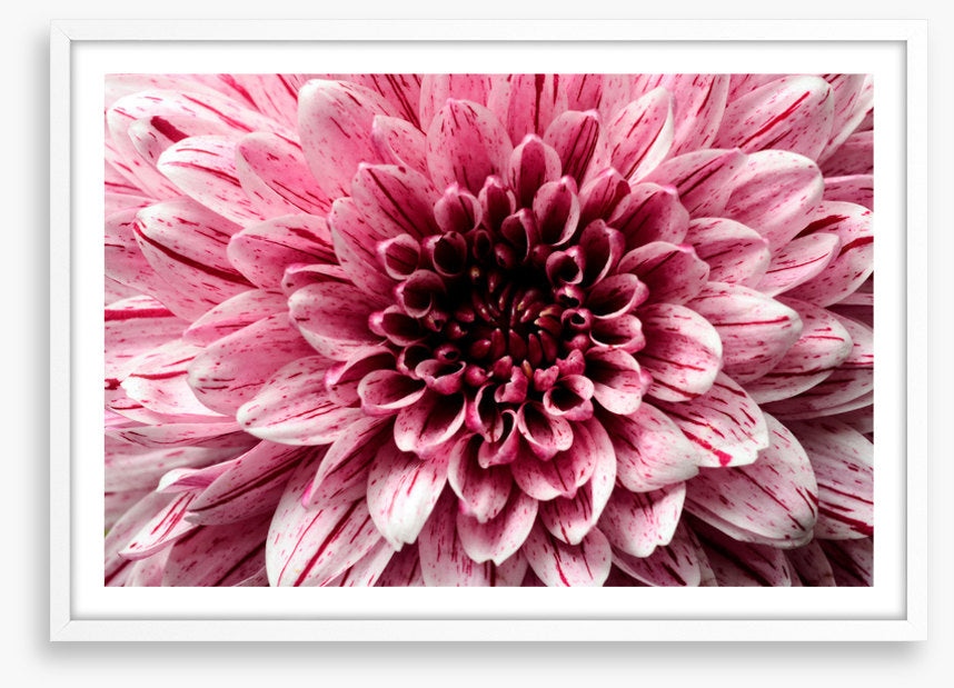 Pink aster petals
