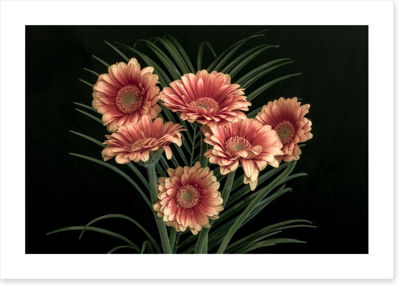Midnight gerbera