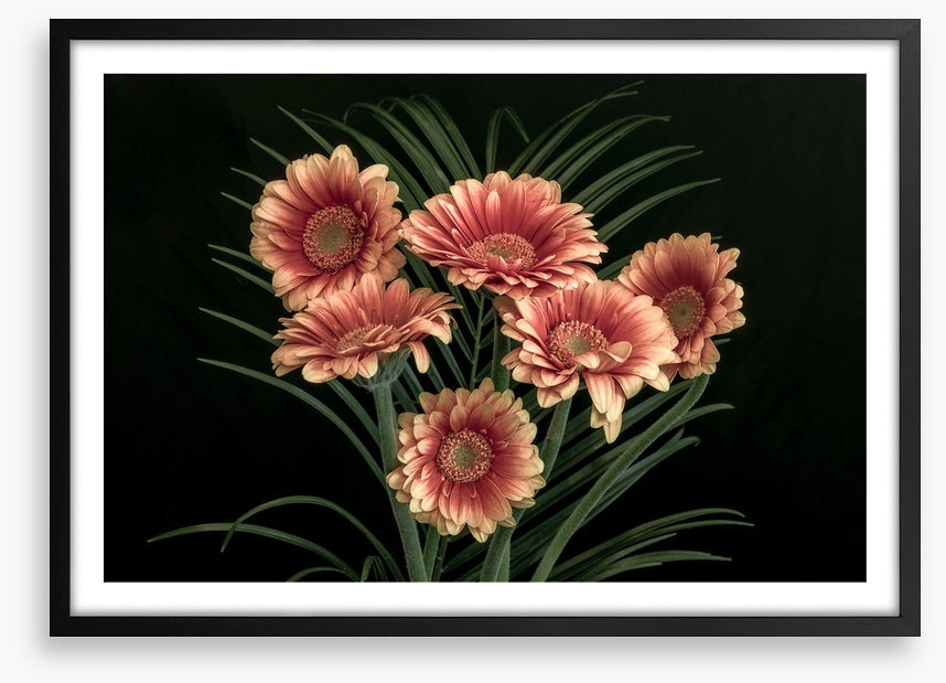 Midnight gerbera