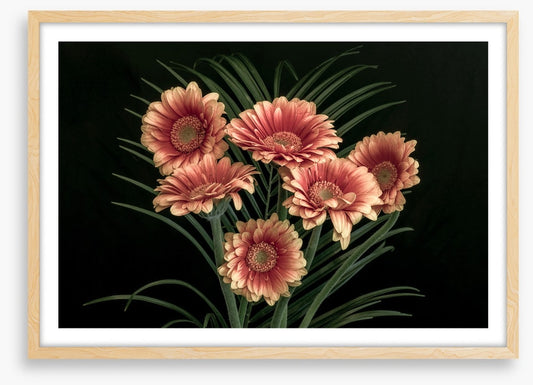 Midnight gerbera