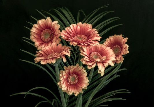Midnight gerbera