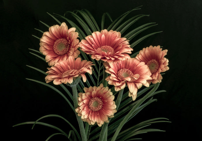 Midnight gerbera