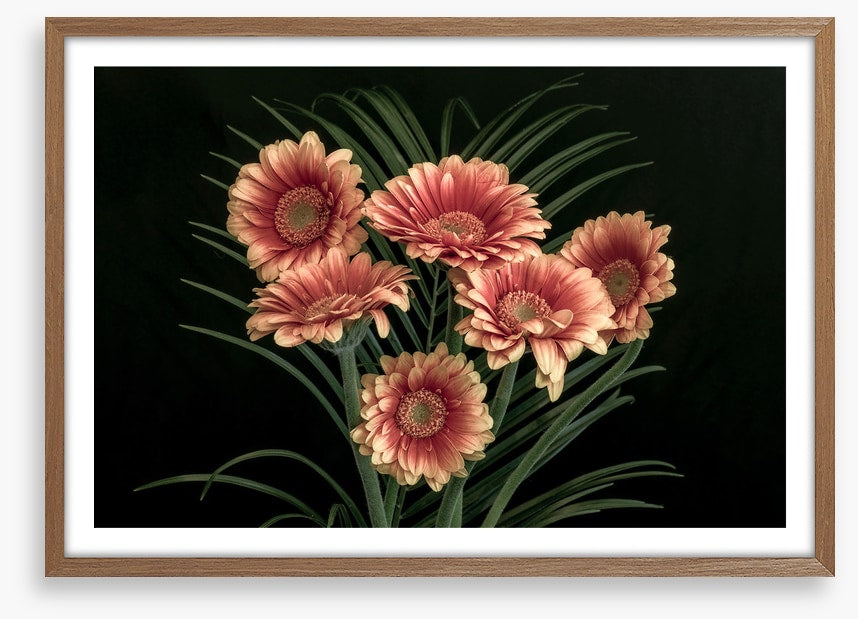 Midnight gerbera