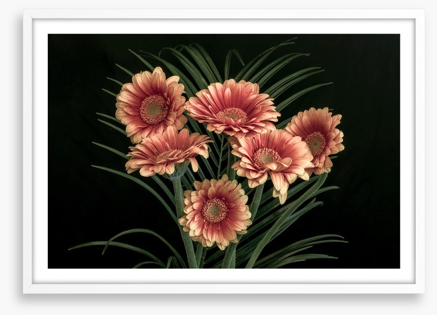Midnight gerbera