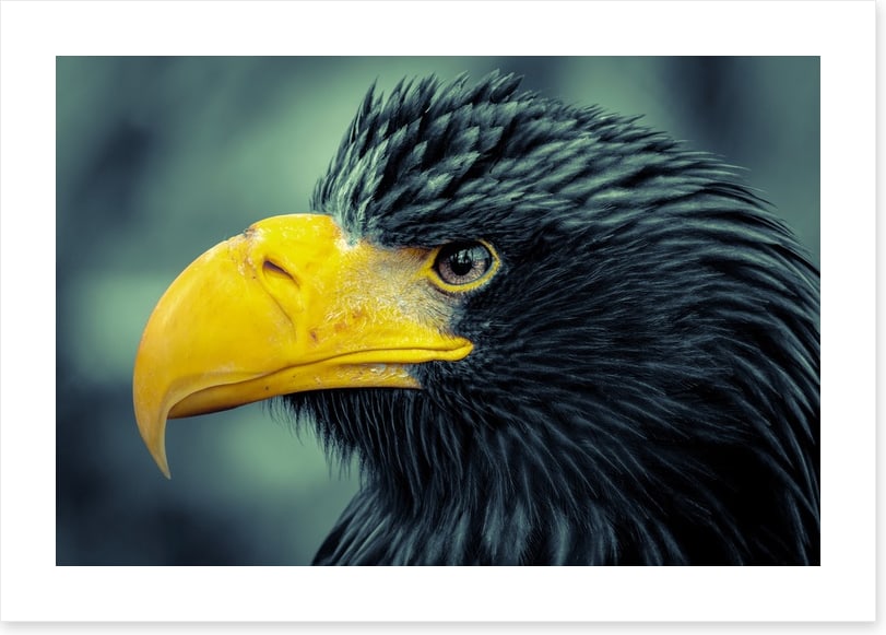 Angry bird