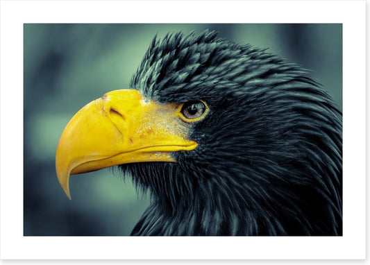 Angry bird