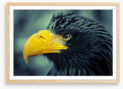 Angry bird