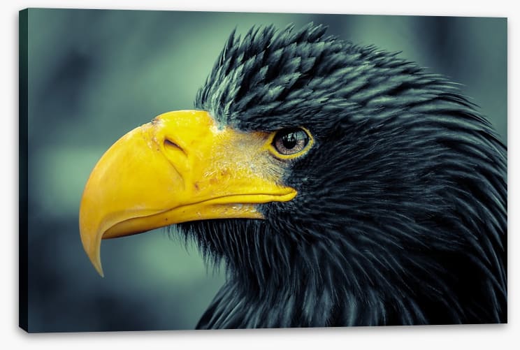 Angry bird
