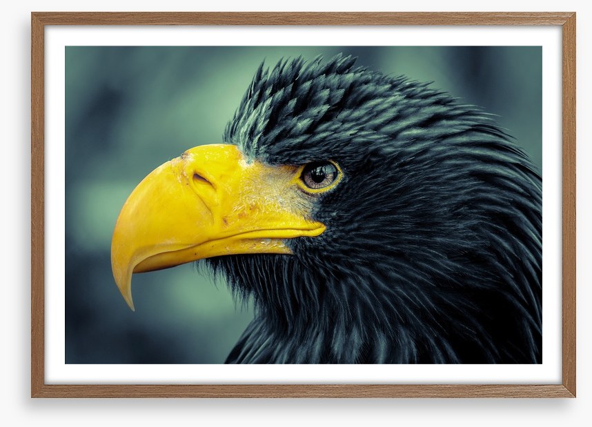 Angry bird