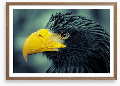 Angry bird