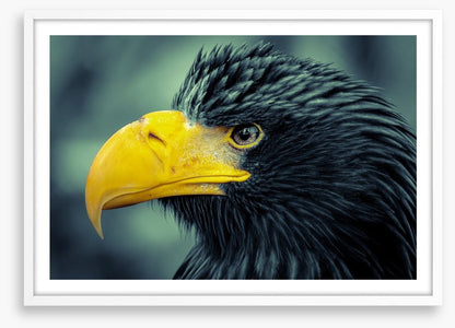 Angry bird