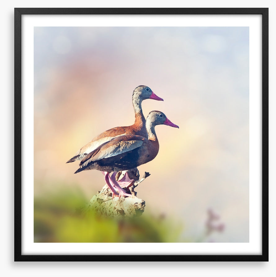 Birds