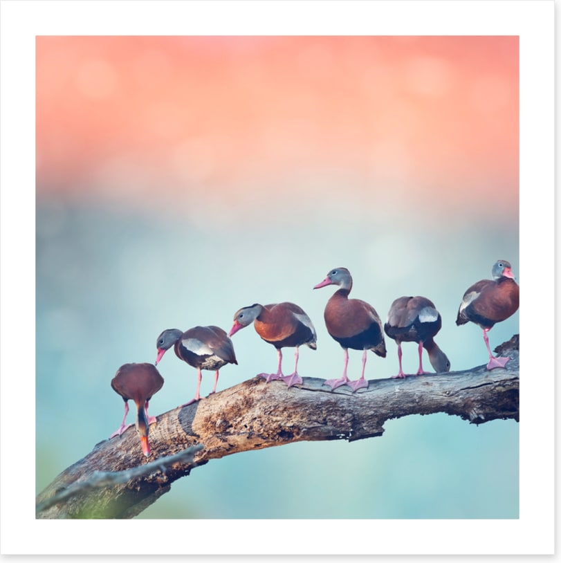 Birds