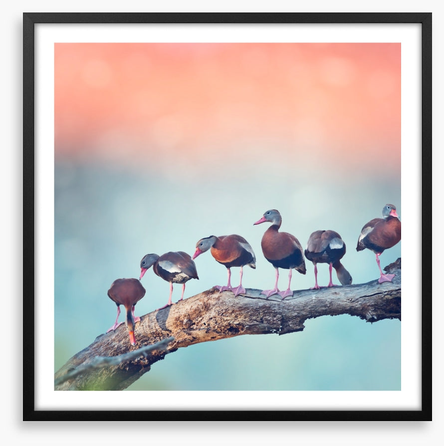 Birds