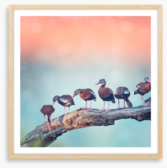 Birds