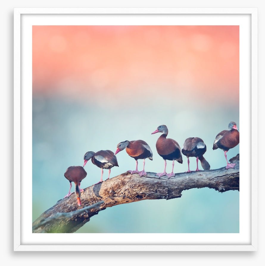 Birds