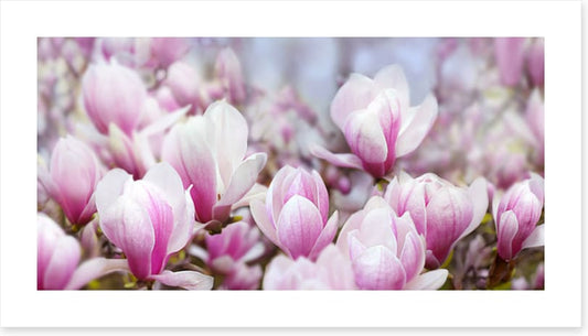 Magnolia mist