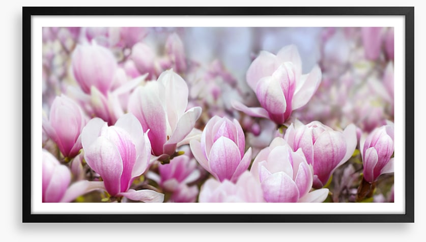 Magnolia mist