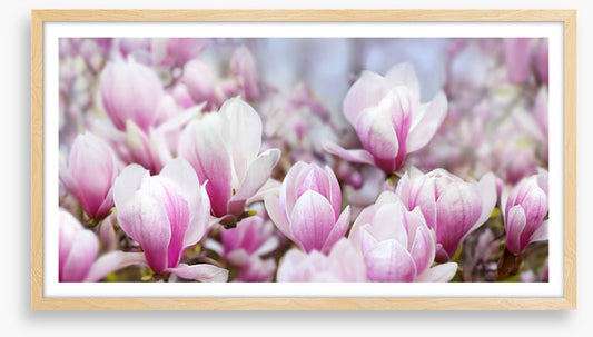 Magnolia mist