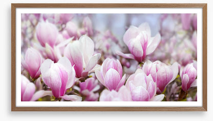 Magnolia mist