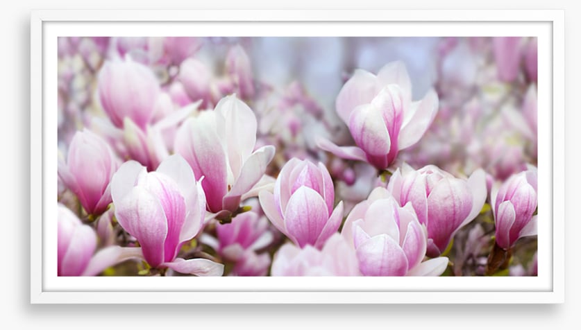 Magnolia mist