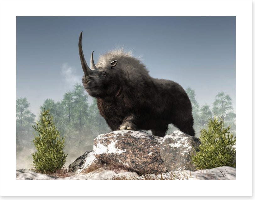 Woolly rhino watch