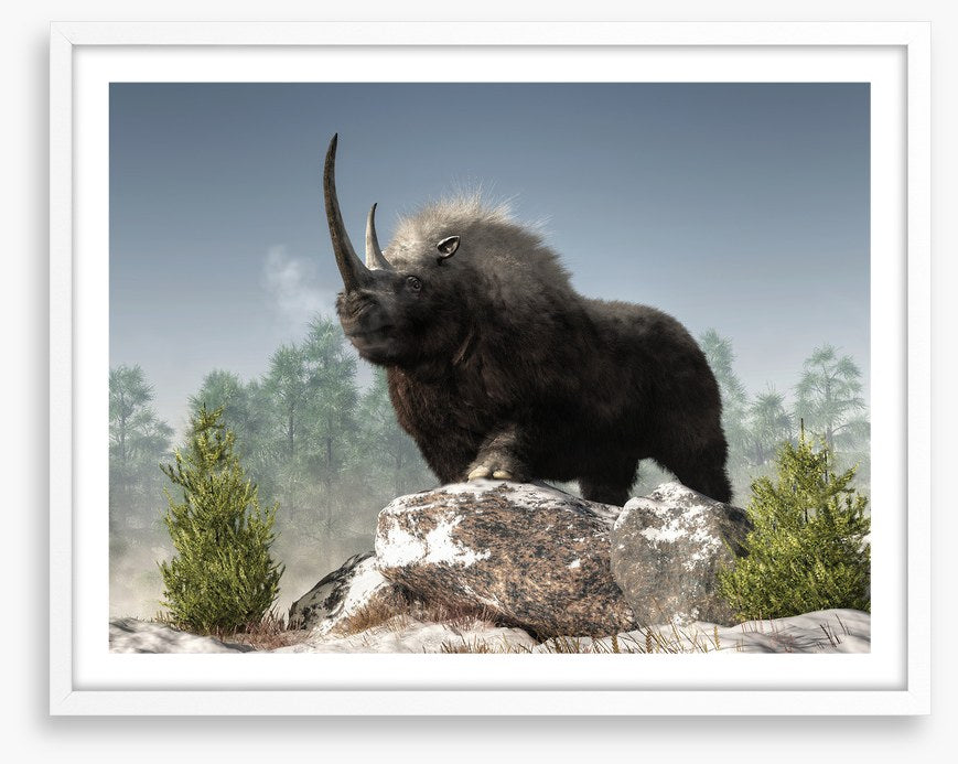 Woolly rhino watch
