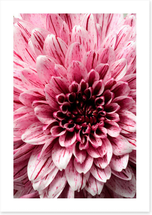 Burst into bloom 2