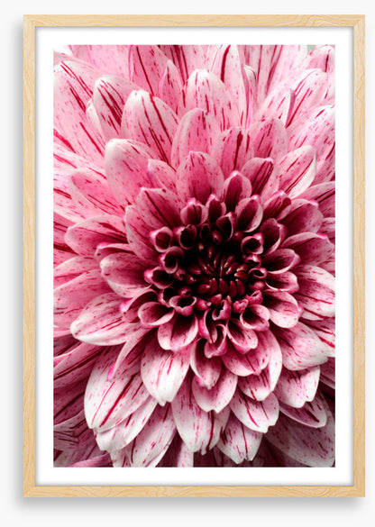 Burst into bloom 2