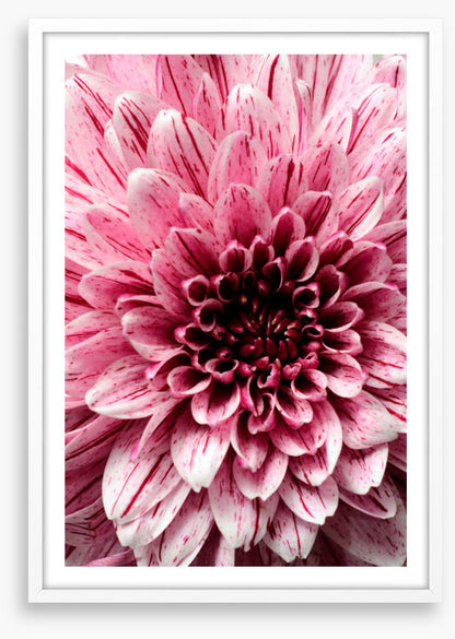 Burst into bloom 2