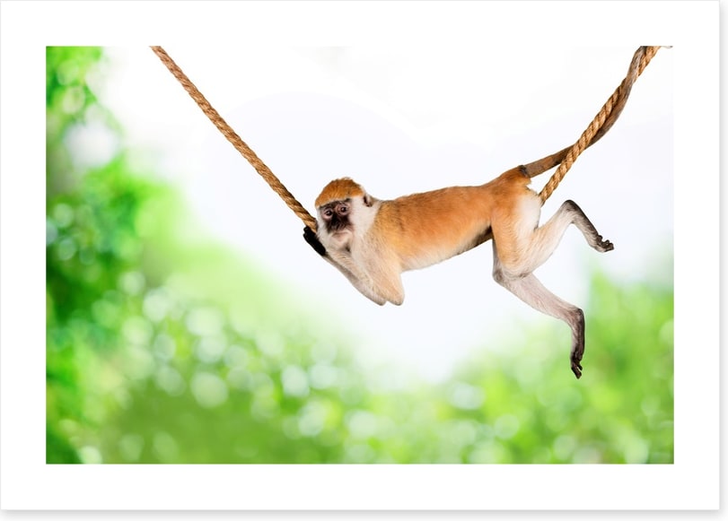 Monkey swing