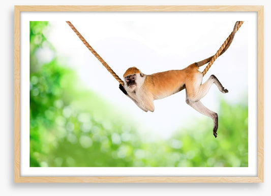 Monkey swing