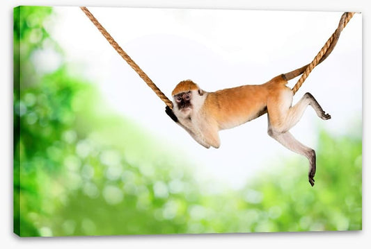 Monkey swing