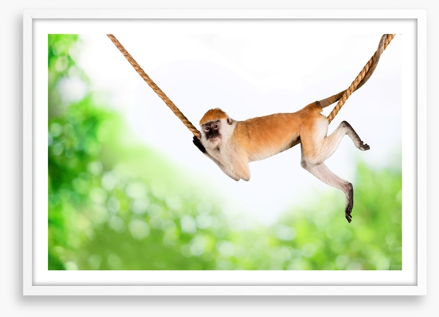 Monkey swing