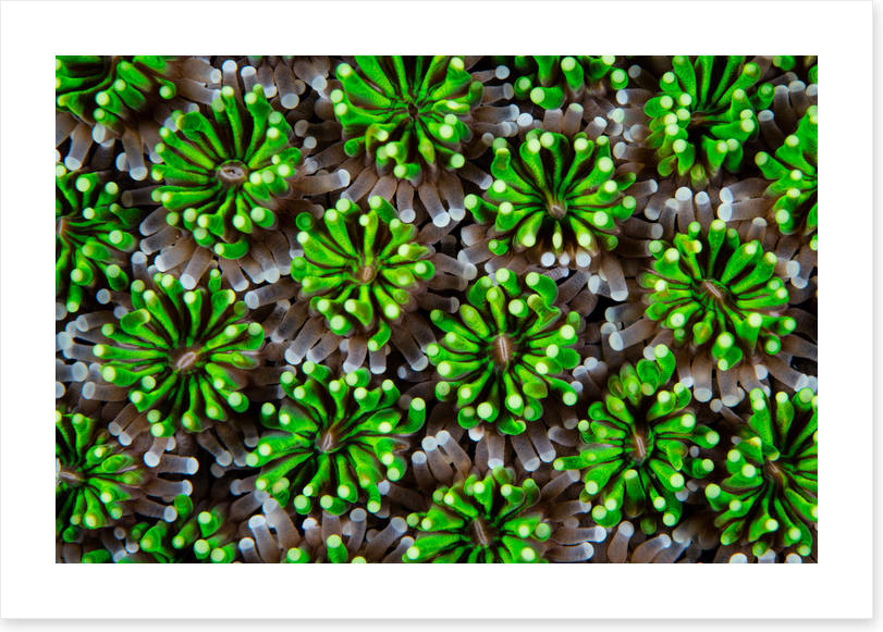 Green galaxea
