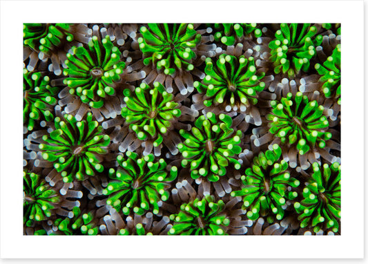 Green galaxea