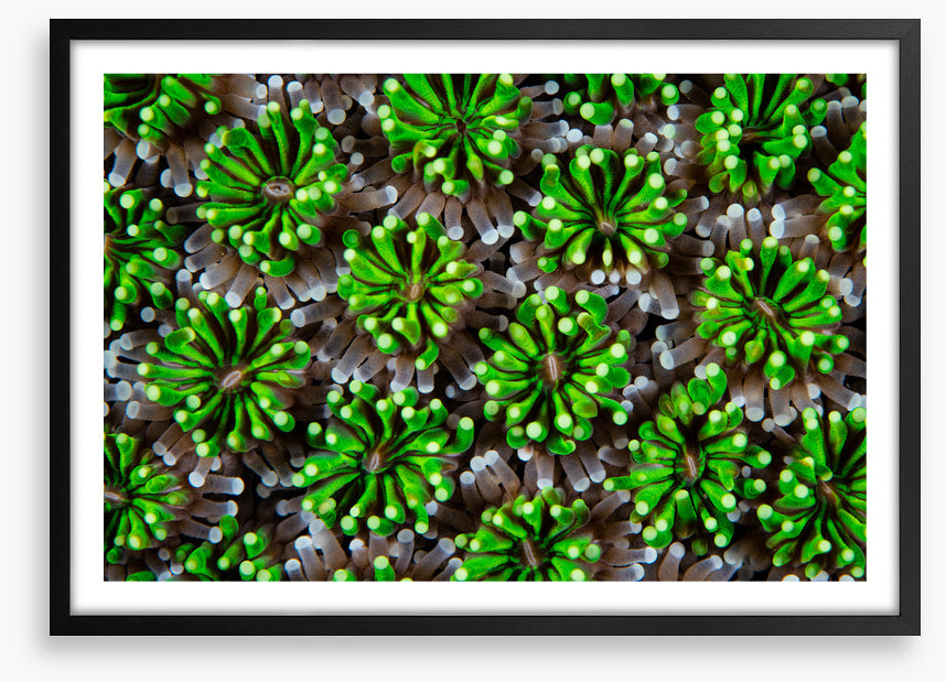 Green galaxea