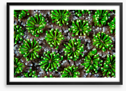 Green galaxea