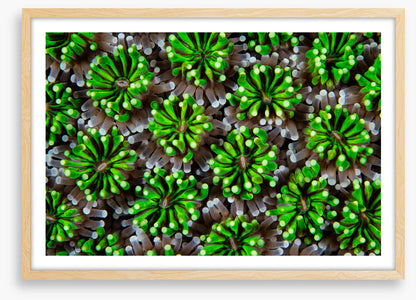 Green galaxea