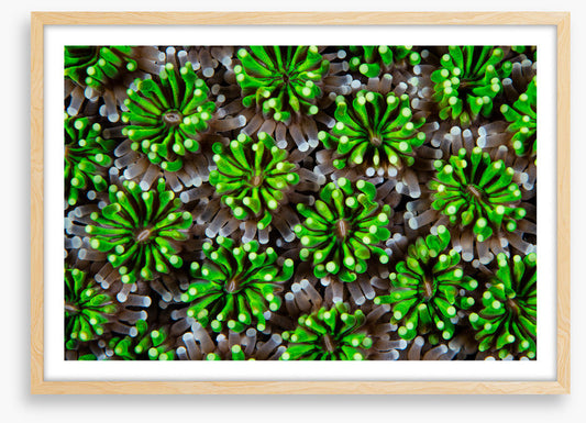 Green galaxea
