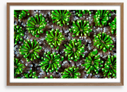 Green galaxea