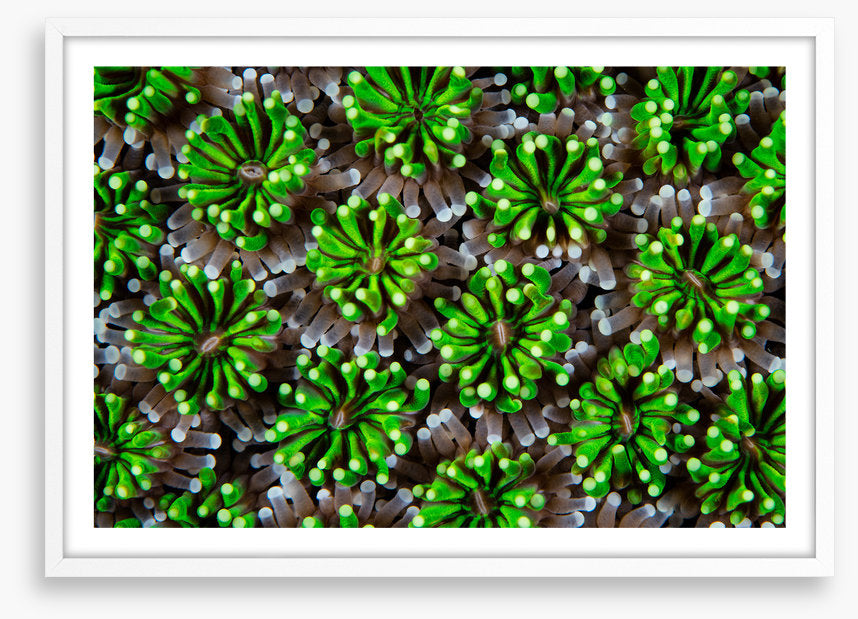 Green galaxea