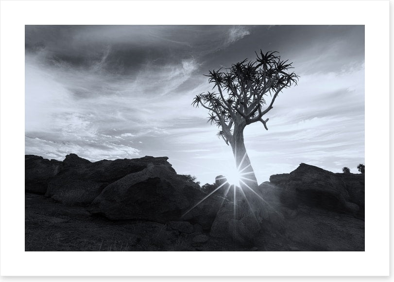 Quiver tree sunburst