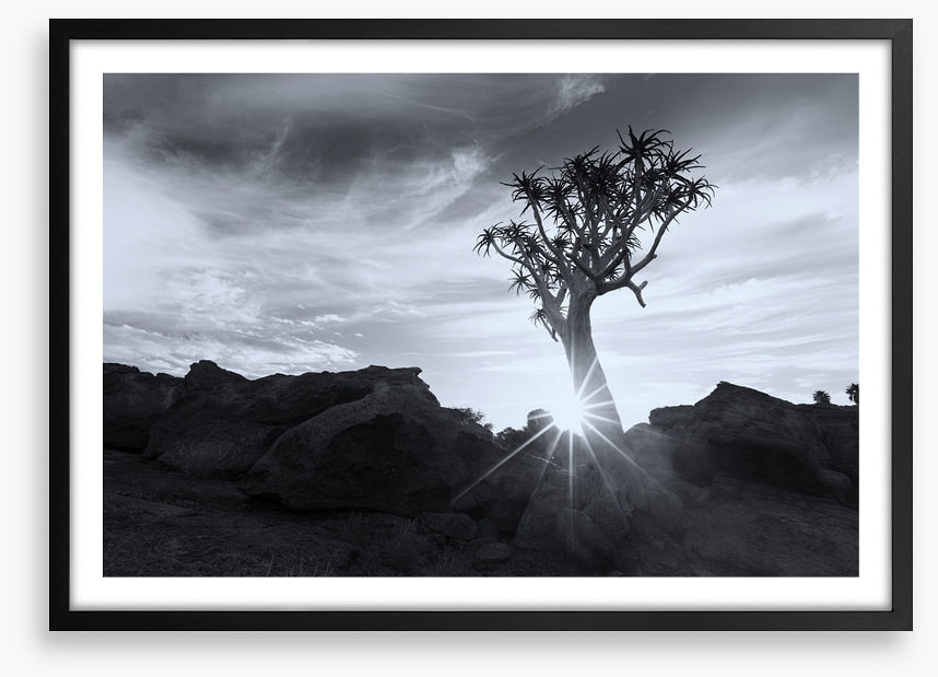 Quiver tree sunburst