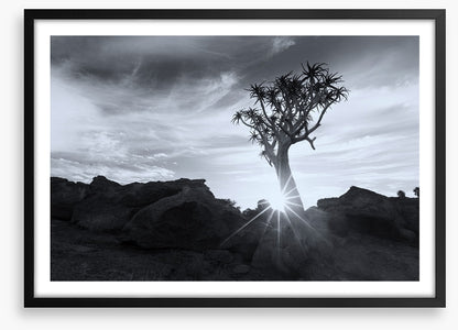 Quiver tree sunburst