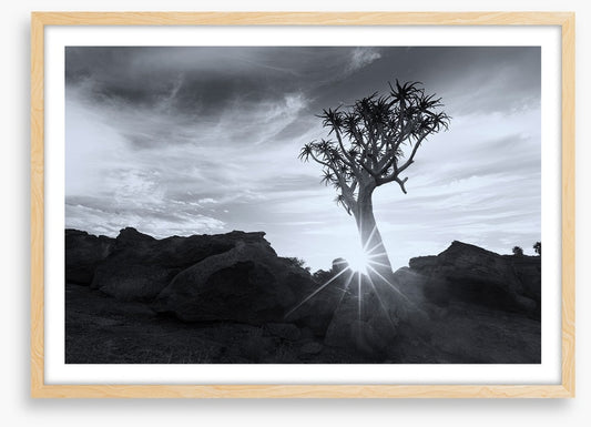 Quiver tree sunburst