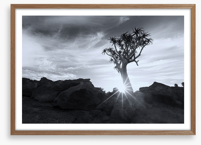 Quiver tree sunburst