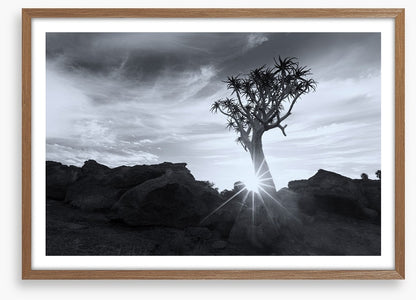 Quiver tree sunburst