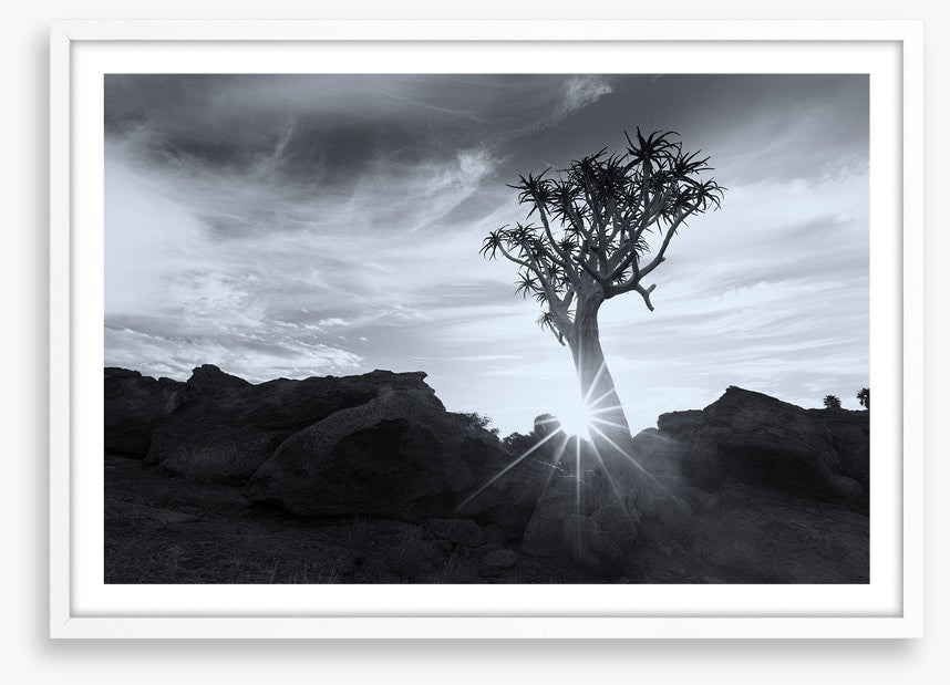 Quiver tree sunburst